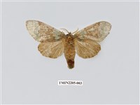 藏品(寬帶綠舟蛾)的圖片